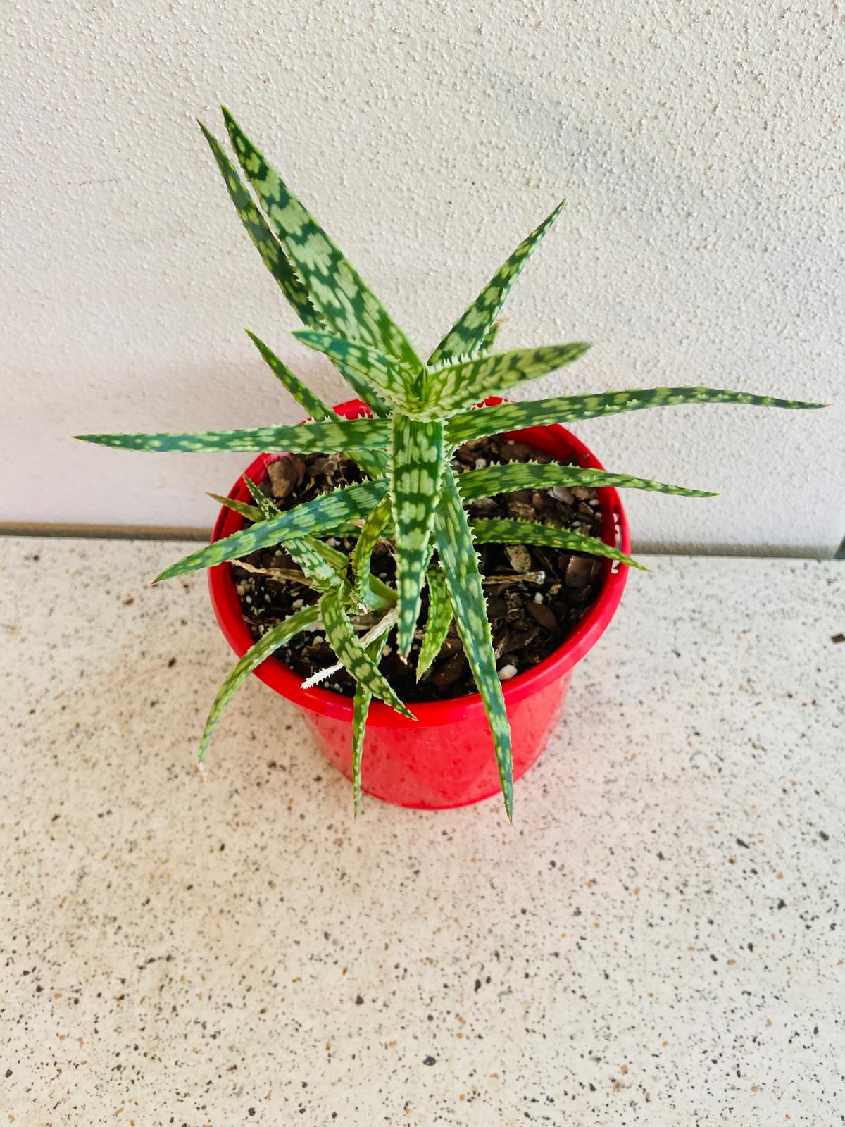 Aloe - Mint