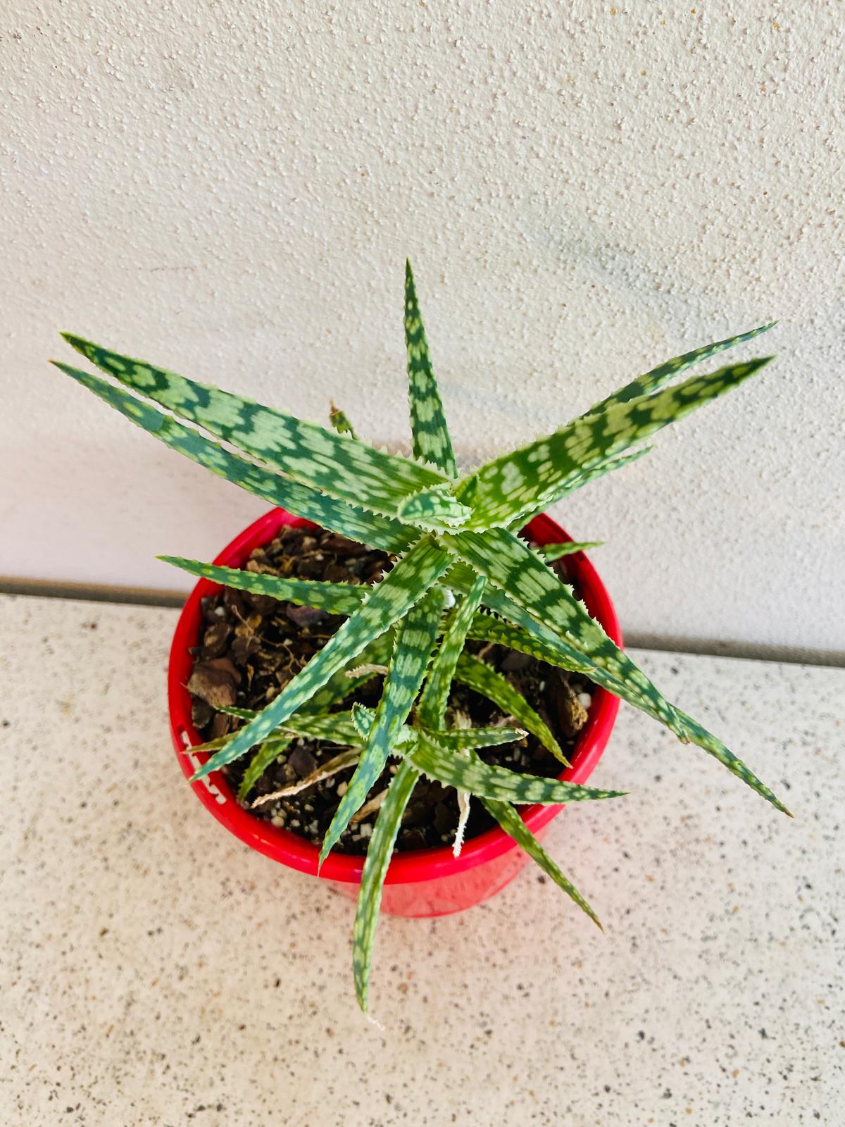 Aloe - Mint