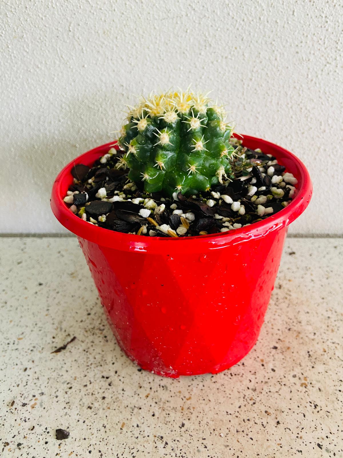 Cacti Echinocactus Golden Barrel V Curvispinus Intermedius