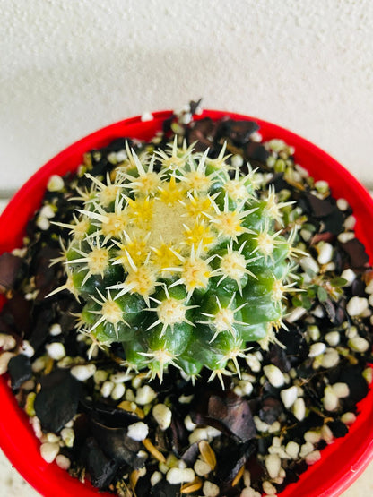 Cacti Echinocactus Golden Barrel V Curvispinus Intermedius