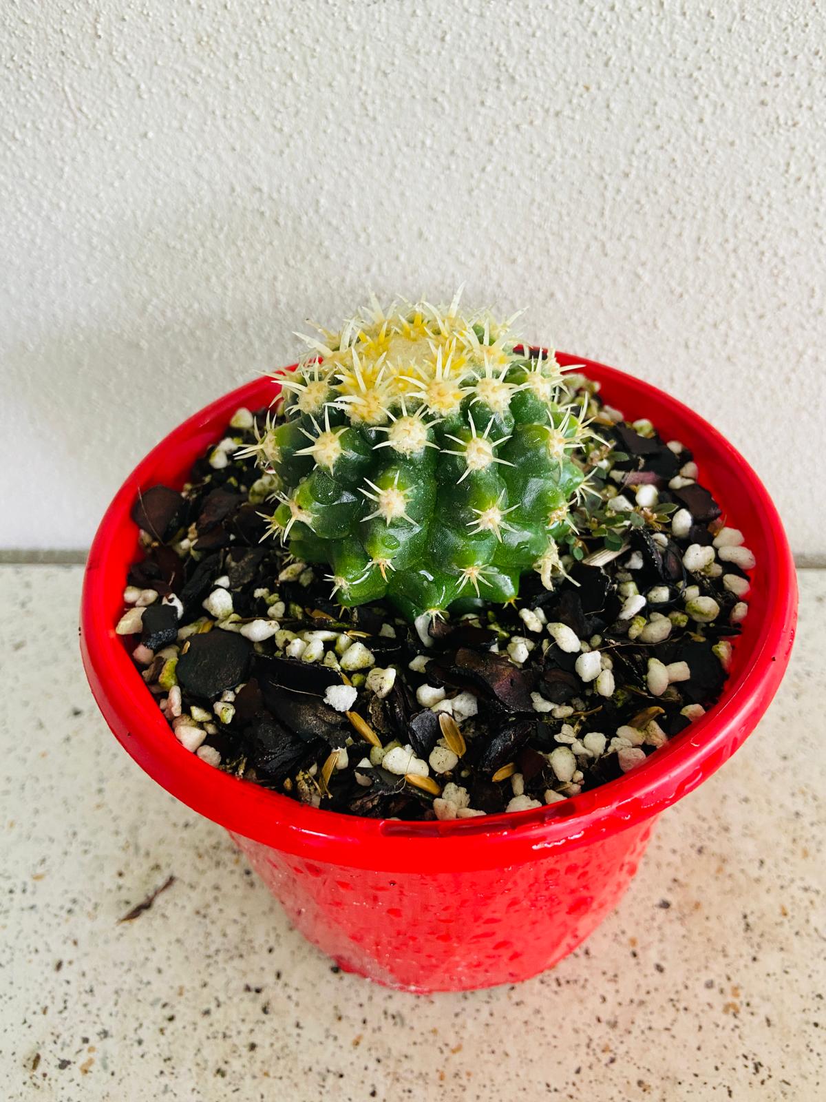 Cacti Echinocactus Golden Barrel V Curvispinus Intermedius