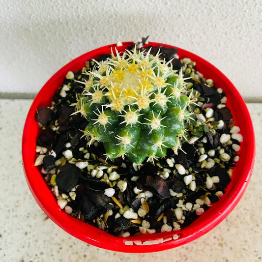 Cacti Echinocactus Golden Barrel V Curvispinus Intermedius