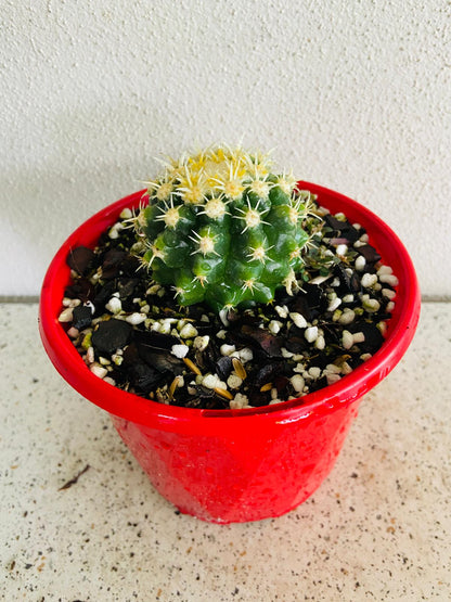 Cacti Echinocactus Golden Barrel V Curvispinus Intermedius