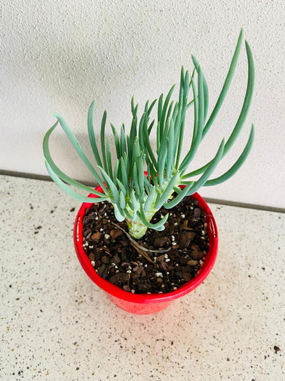 Mermaid Tail : Crested Senecio Talinoides - Narrow Leaf Chalk Stick #209