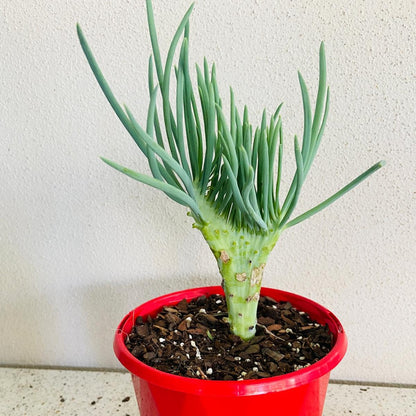 mermaid tail succulent types Mermaid Tail : Crested Senecio Talinoides
