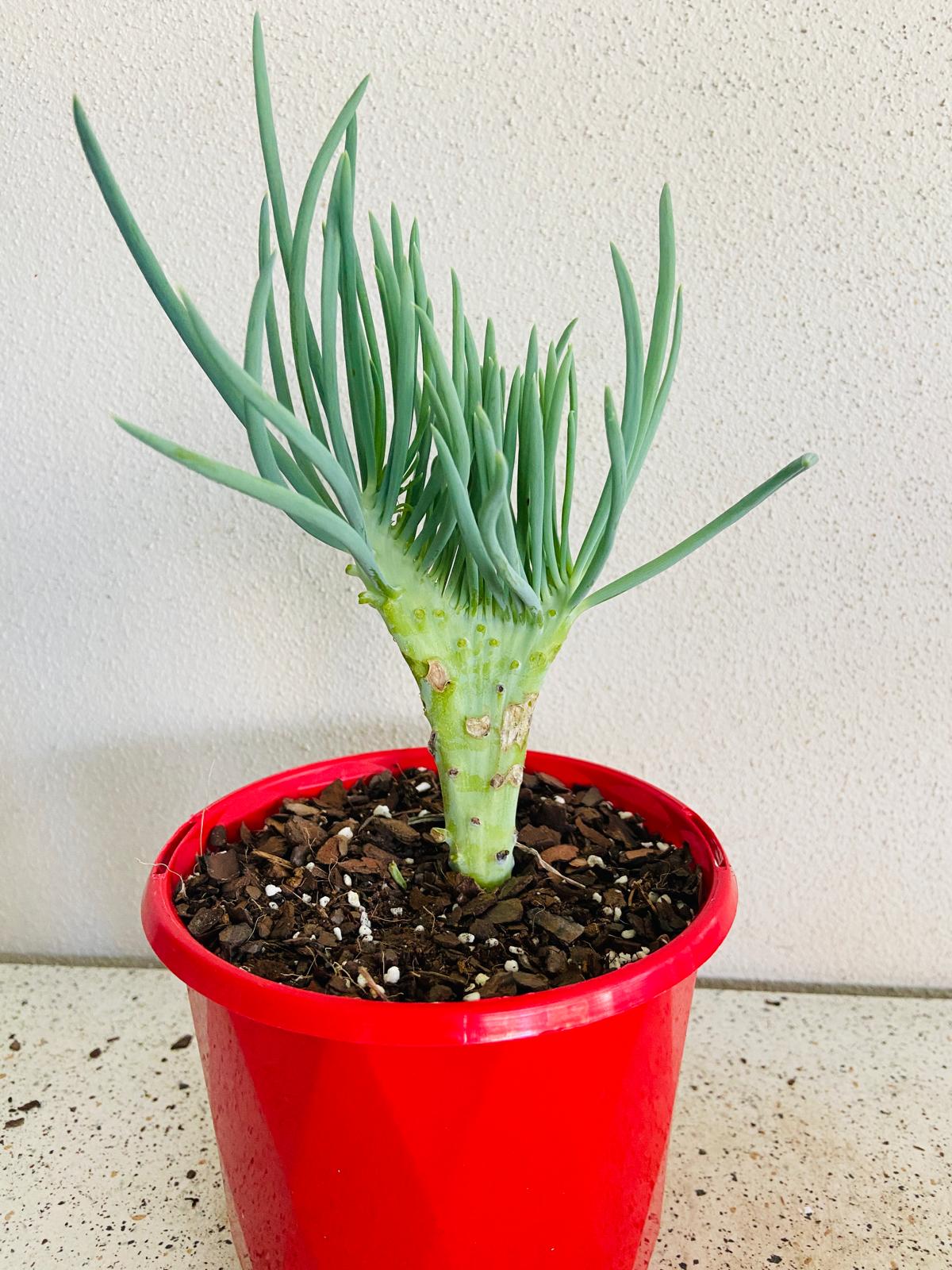 senecio vitalis mermaid tail succulent Mermaid Tail : Crested Senecio Talinoides