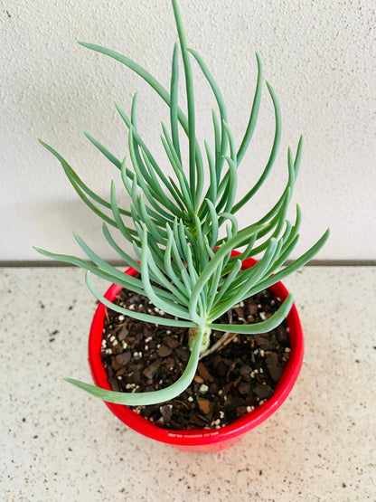 Mermaid Tail : Crested Senecio Talinoides - Narrow Leaf Chalk Stick #209