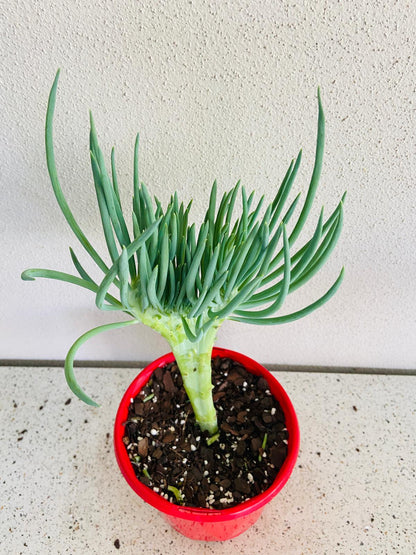 Mermaid Tail : Crested Senecio Talinoides - Narrow Leaf Chalk Stick #108