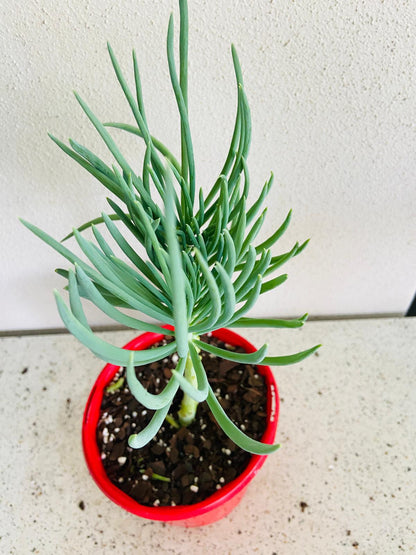 Mermaid Tail : Crested Senecio Talinoides - Narrow Leaf Chalk Stick #108