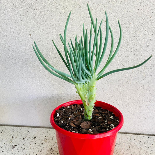 Mermaid Tail : Crested Senecio Talinoides - Narrow Leaf Chalk Stick #210