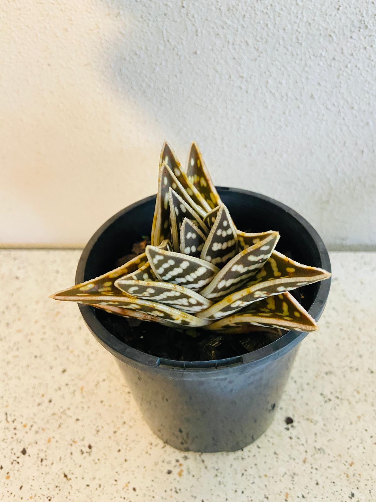 Aloe Variegata 'Gator'