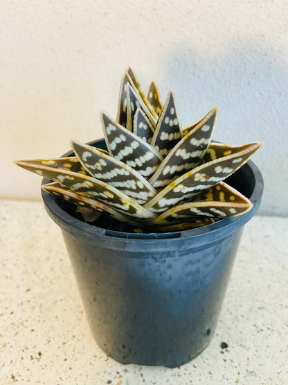 Aloe Variegata 'Gator'