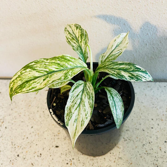 Spathiphyllum  Sensation Variegated