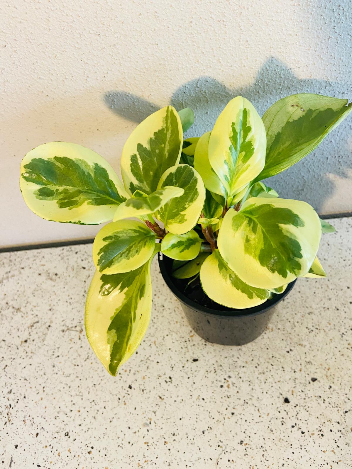 Peperomia Variegated