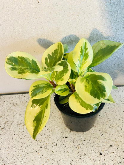 Peperomia Variegated