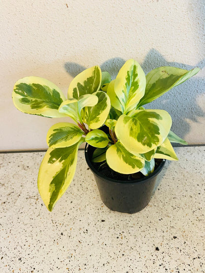 Peperomia Variegated