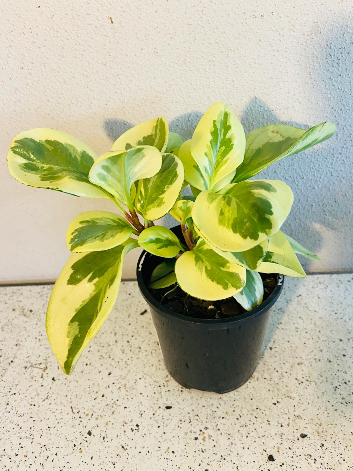 Peperomia Variegated