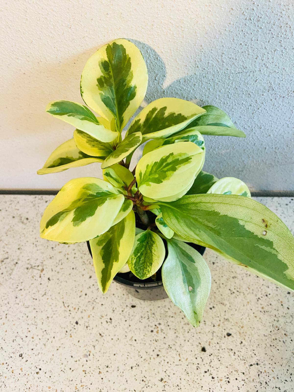 Peperomia Variegated