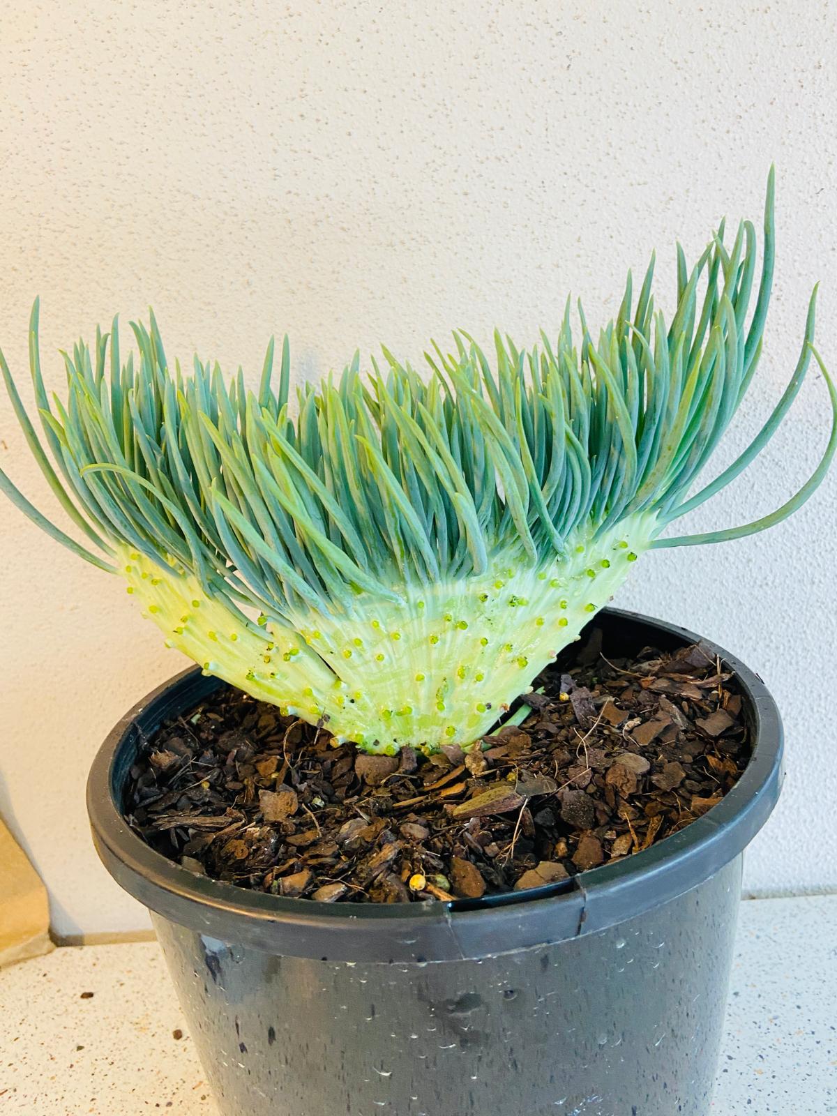 mermaid tails succulent Mermaid Tail : Crested Senecio Talinoides