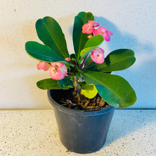 Euphorbia Milli #74