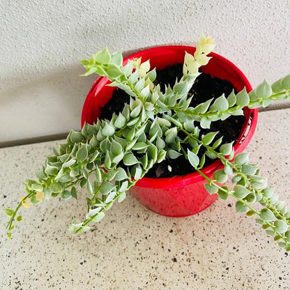 Dischidia Ruscifolia Variegata - Variegated Million Hearts