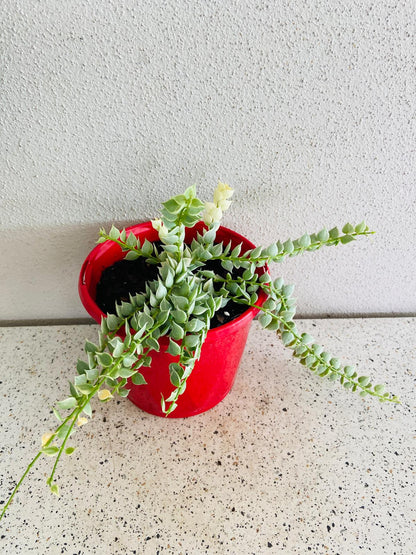 Dischidia Ruscifolia Variegata - Variegated Million Hearts