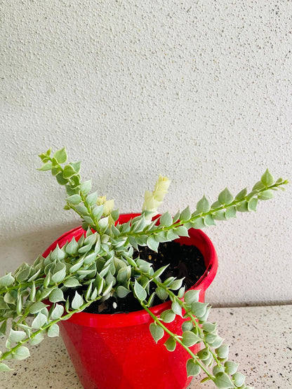 Dischidia Ruscifolia Variegata - Variegated Million Hearts