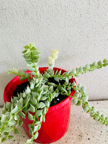 Dischidia Ruscifolia Variegata - Variegated Million Hearts