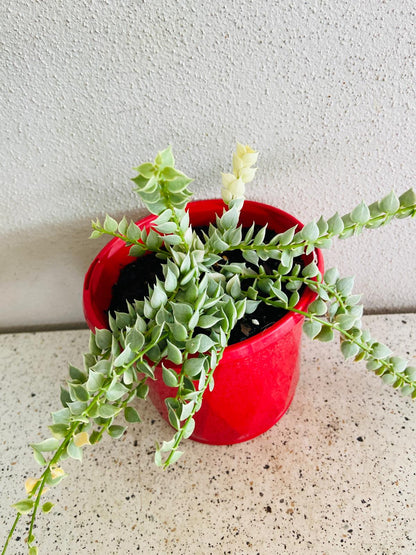 Dischidia Ruscifolia Variegata - Variegated Million Hearts