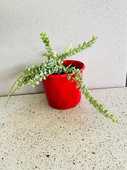 Dischidia Ruscifolia Variegata - Variegated Million Hearts