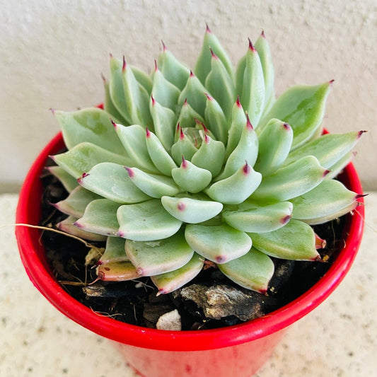 Echeveria Cuspidata var. Zaragoza