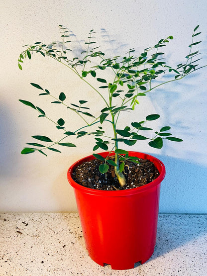 Moringa Drouhardii - Madagascan Bottle Tree