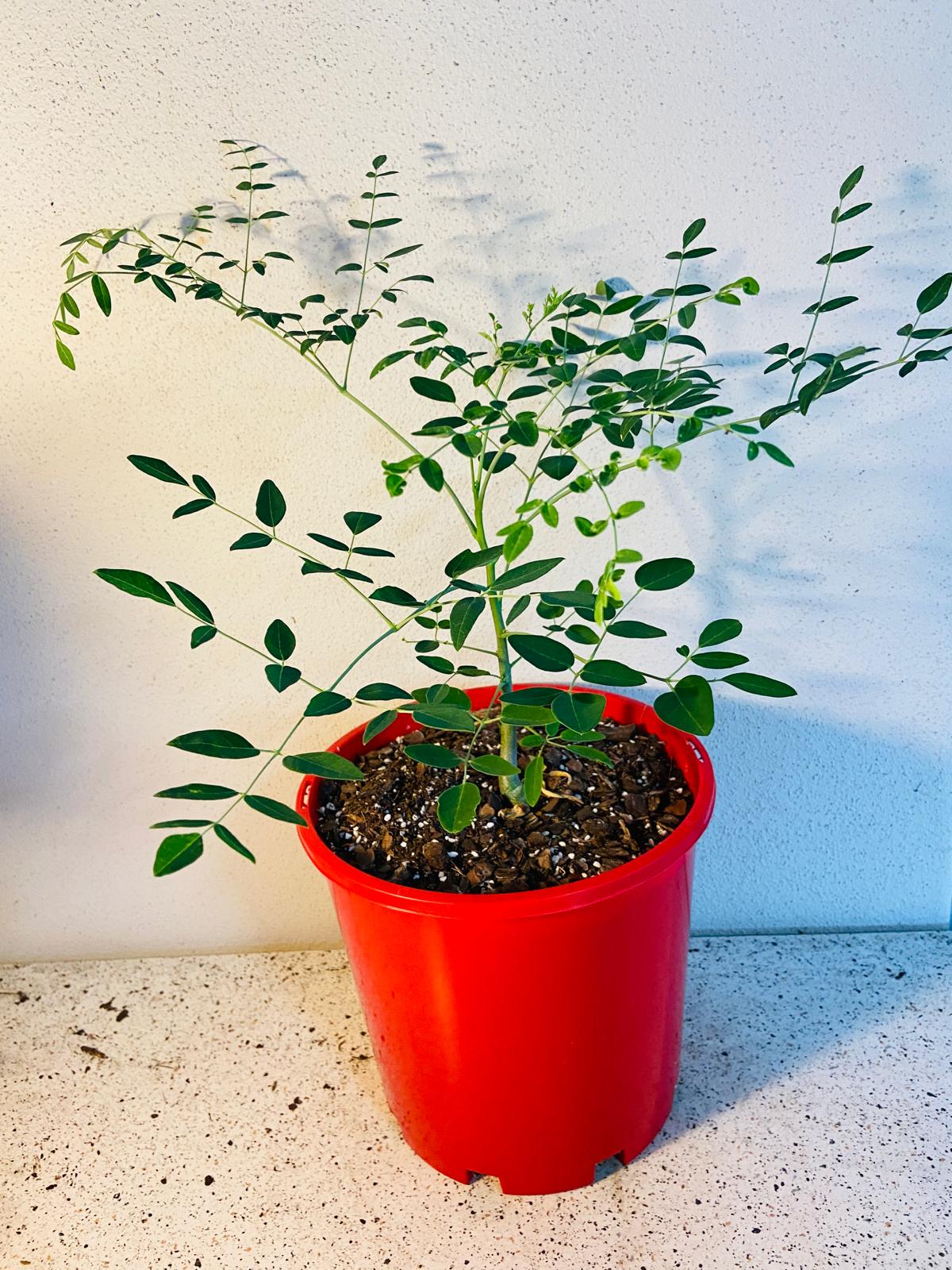 Moringa Drouhardii - Madagascan Bottle Tree