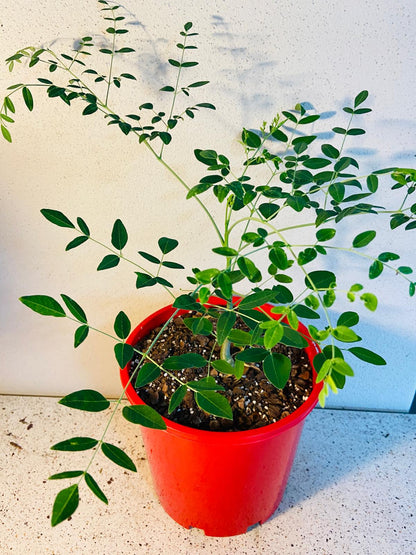 Moringa Drouhardii - Madagascan Bottle Tree