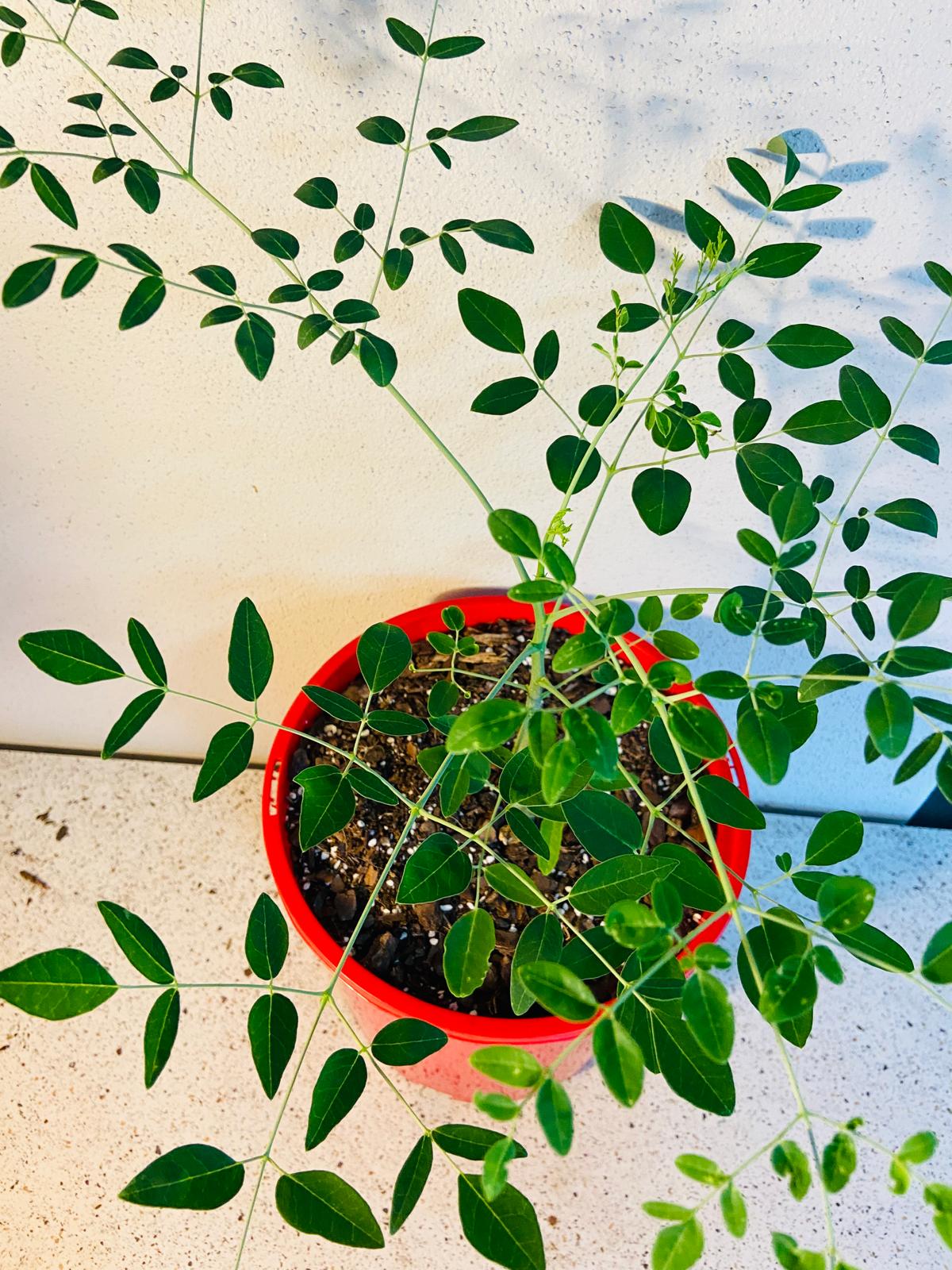 Moringa Drouhardii - Madagascan Bottle Tree