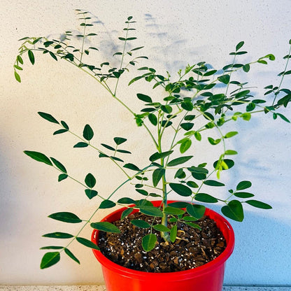 moringa plant in a pot Moringa Drouhardii