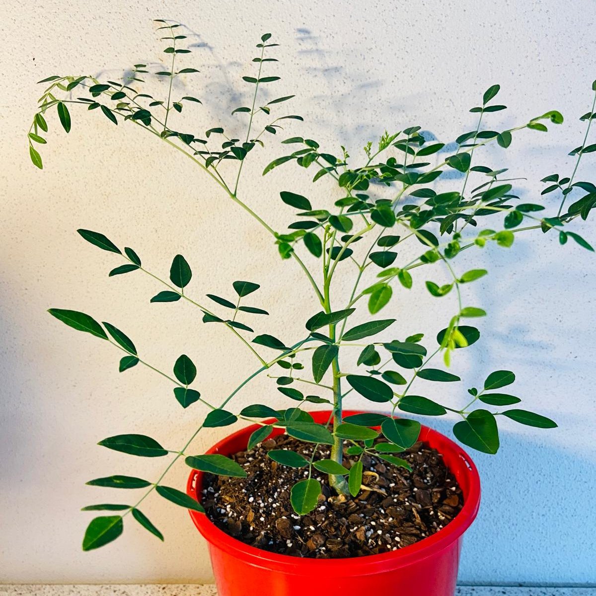 Moringa Drouhardii - Madagascan Bottle Tree