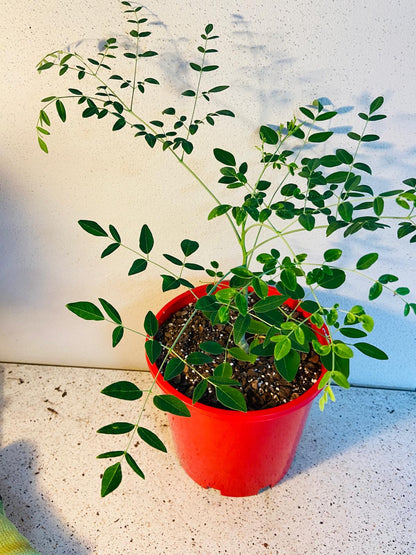 Moringa Drouhardii - Madagascan Bottle Tree