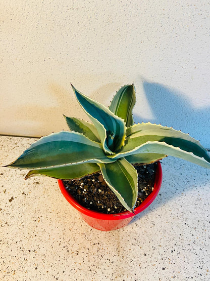 Agave Gypsophila Ivory Curls