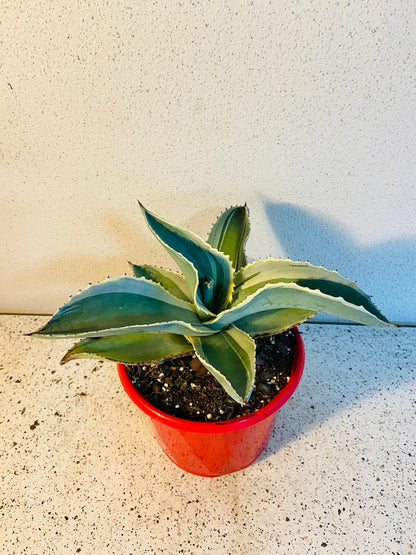 Agave Gypsophila Ivory Curls