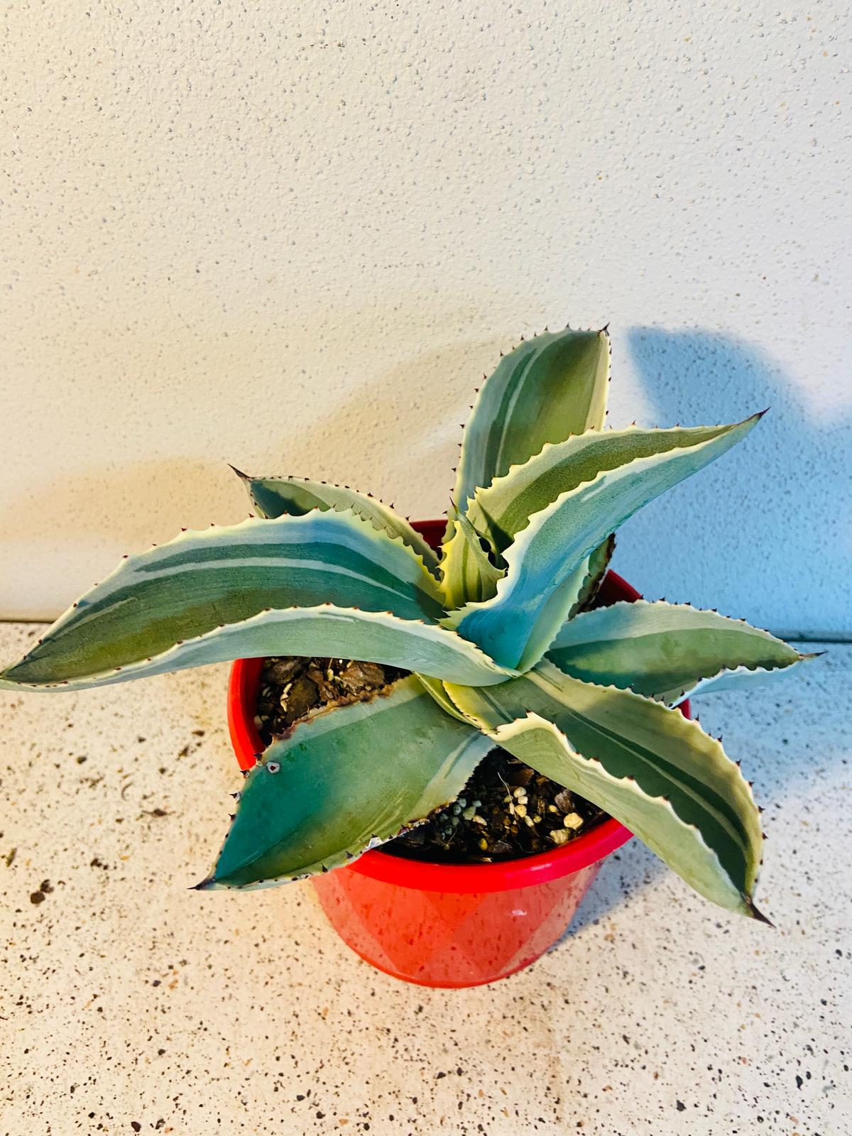 Agave Gypsophila Ivory Curls