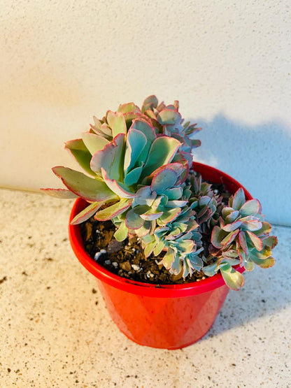 Echeveria Curls Crested