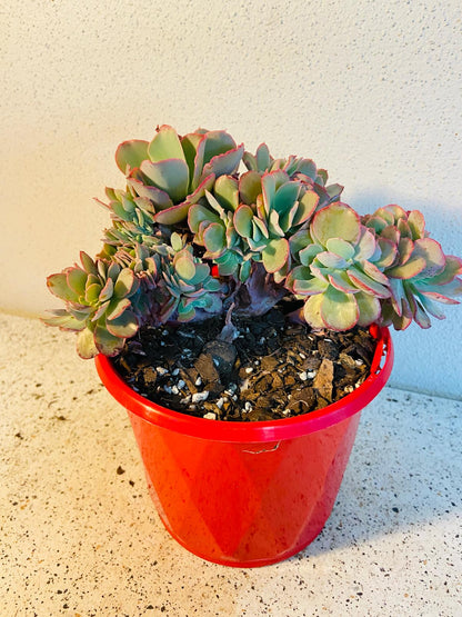 Echeveria Curls Crested