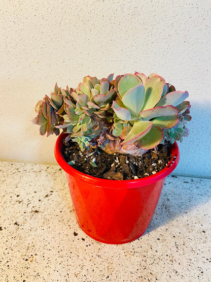 Echeveria Curls Crested