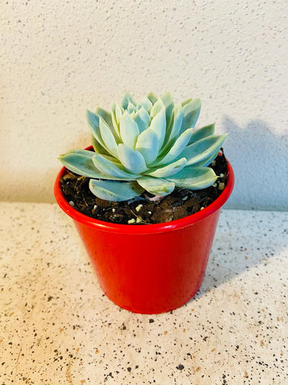 Echeveria Violet Queen