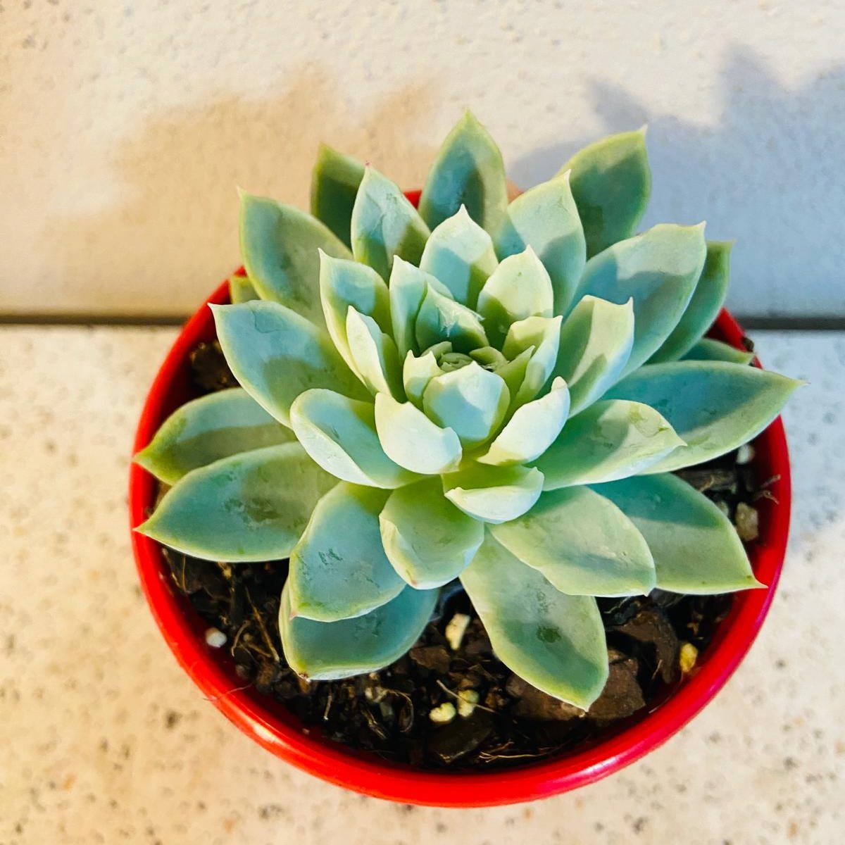 Echeveria Violet Queen