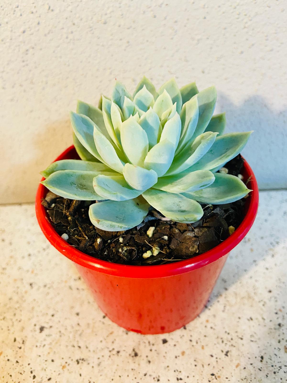 Echeveria Violet Queen