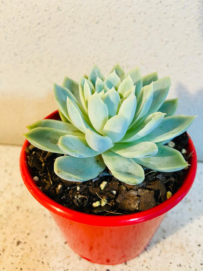 Echeveria Violet Queen