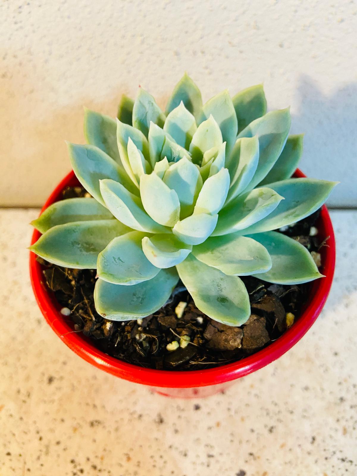 Echeveria Violet Queen