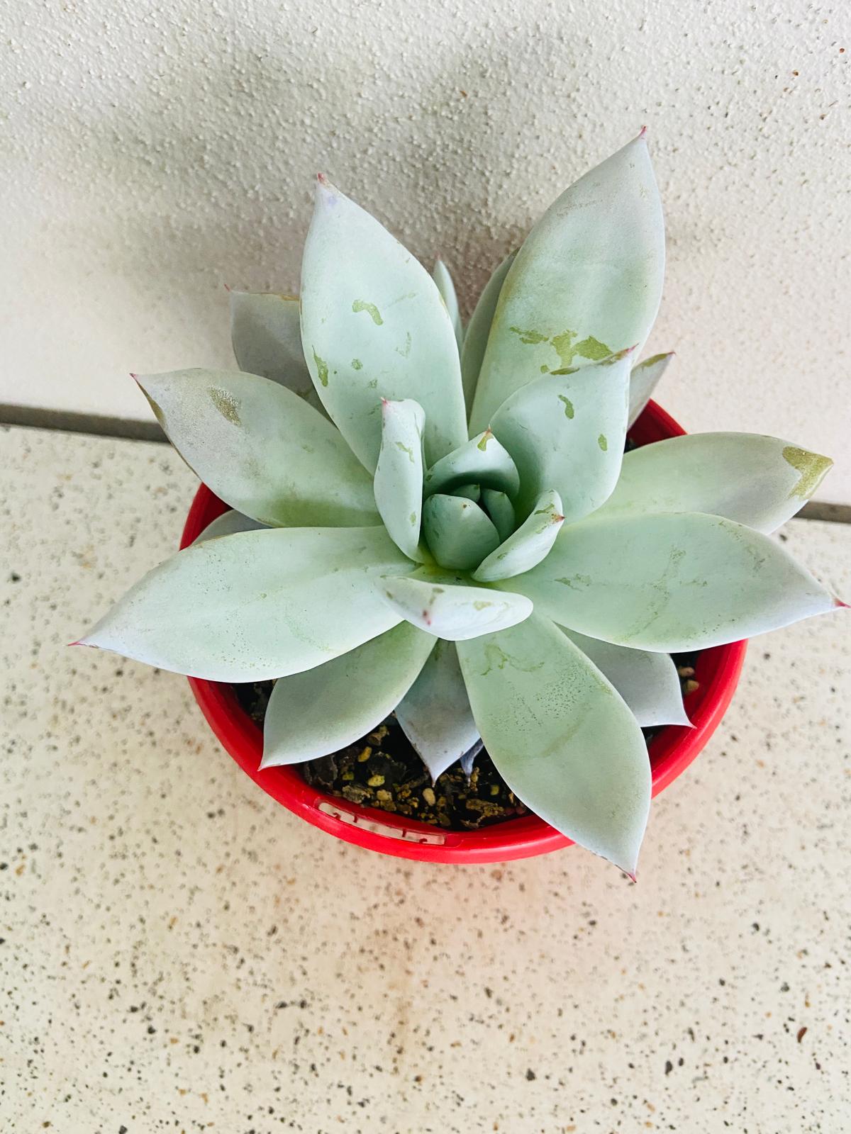 Echeveria Mexican Giant